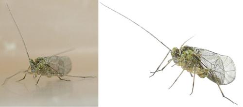 Mesopsocus sp.